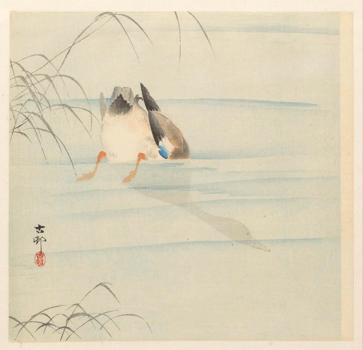 Canard sauvage, la tête sous l
