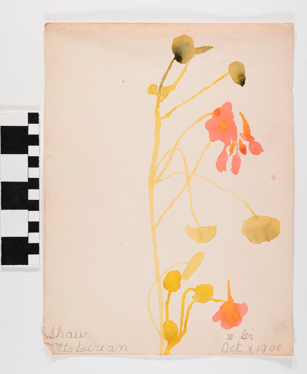 Fleurs oranges - Otto Burian