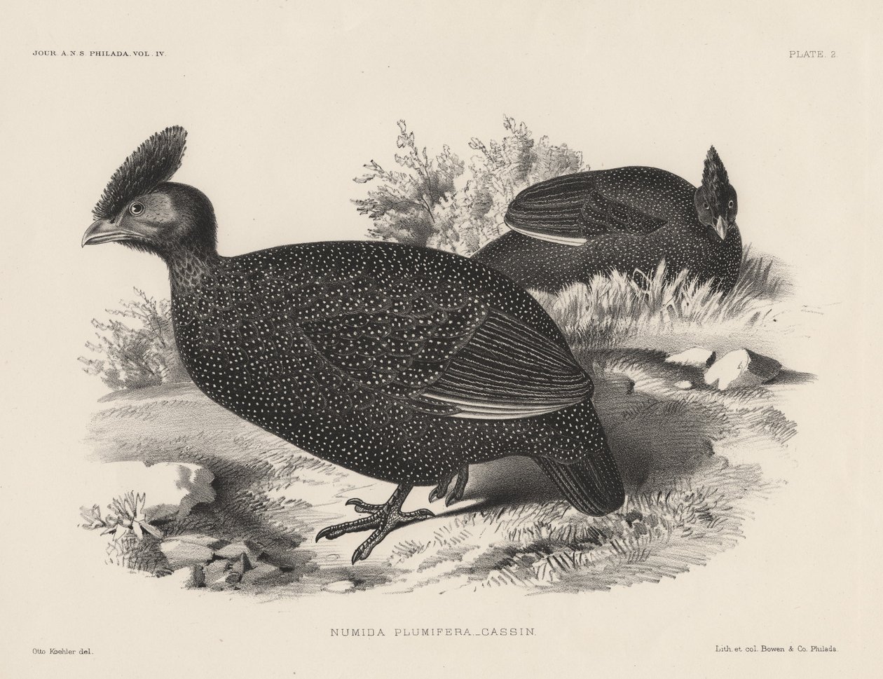 Numida Plumifera, lithographie par Bowen et Co., 1850 - Otto Koehler