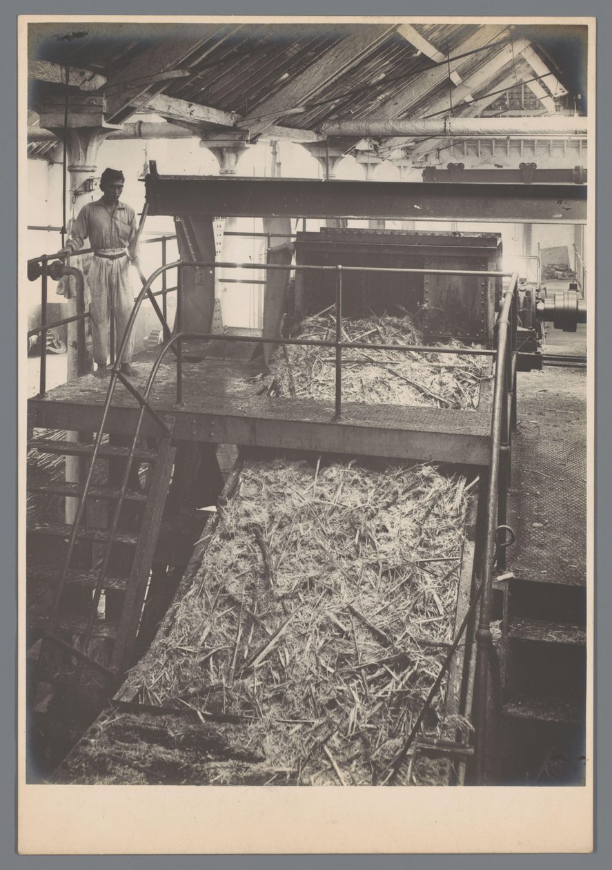 Coupeur de canne en action - Otto Hisgen