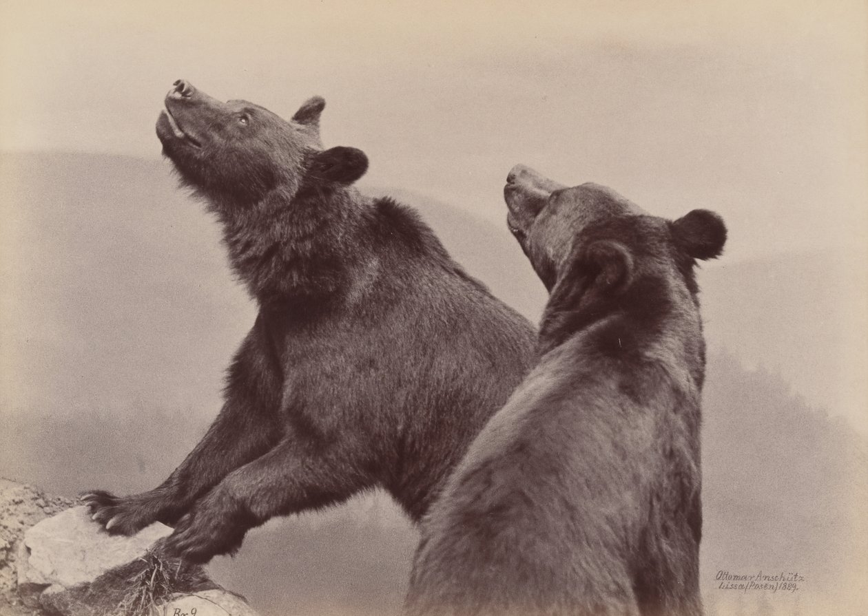 [Deux ours], 1889 - Ottomar Anschütz