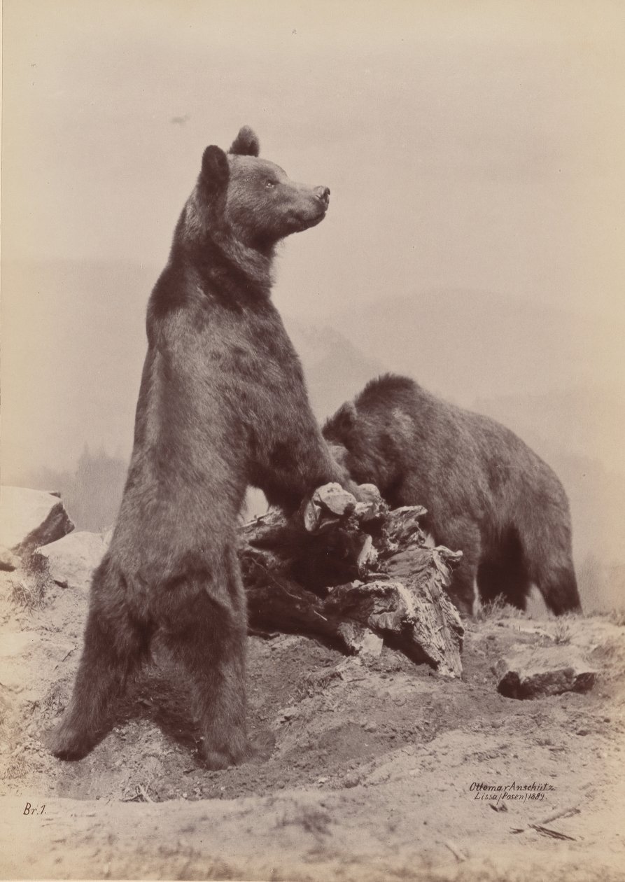 [Deux ours] - Ottomar Anschütz