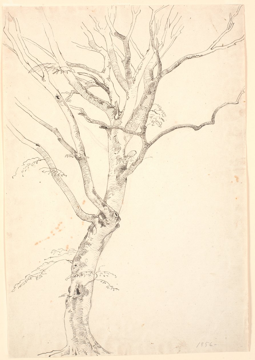 Feuille de Hêtre - P.C. Skovgaard