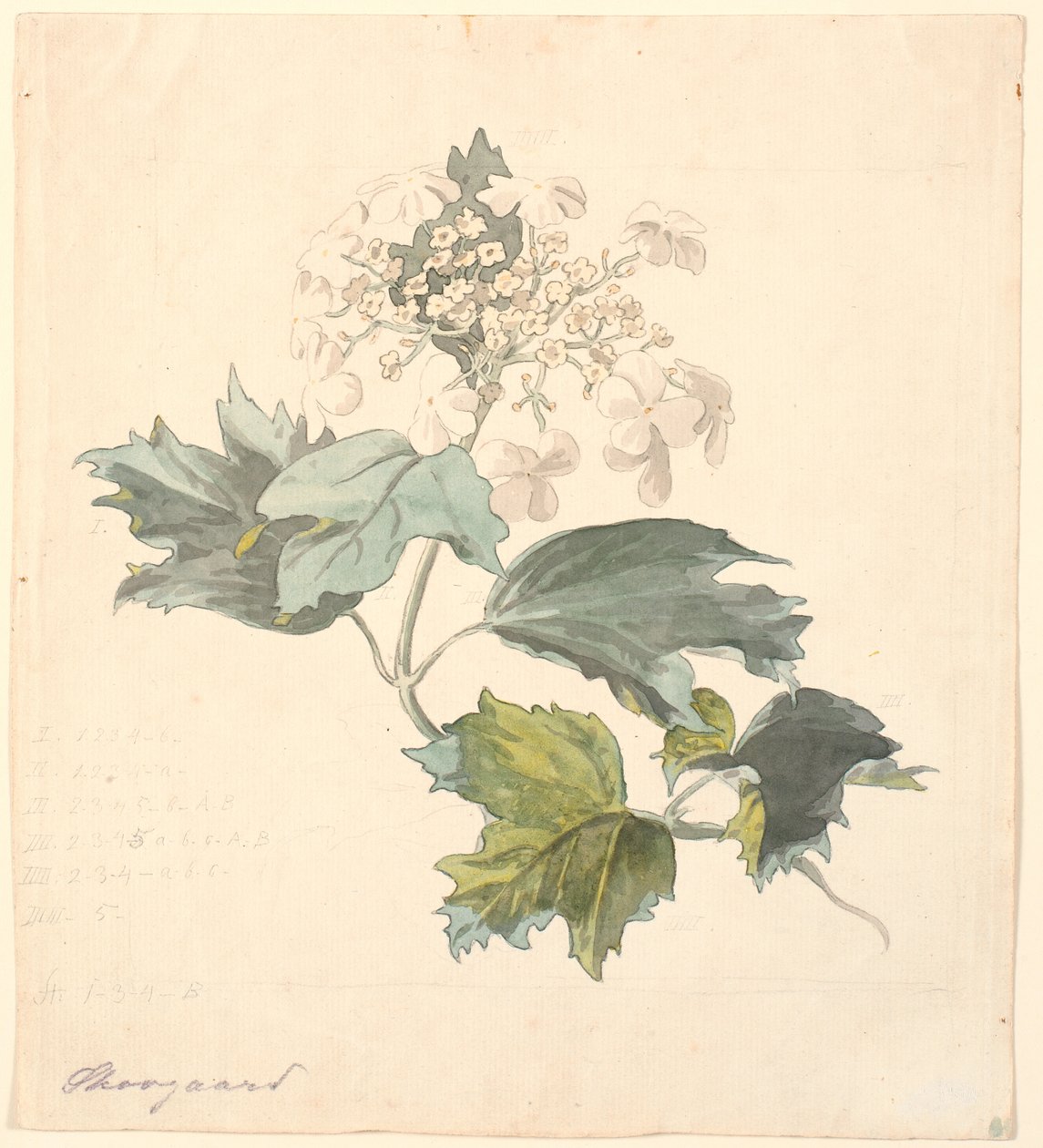 Viorne (Viburnum) - P.C. Skovgaard