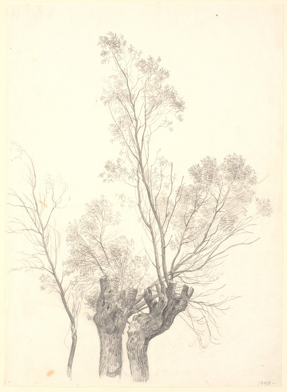 Étude de saules taillés - P.C. Skovgaard
