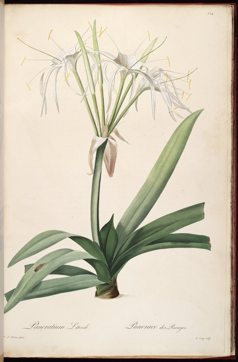 Hymenocallis littoralis - Pierre Joseph Redouté