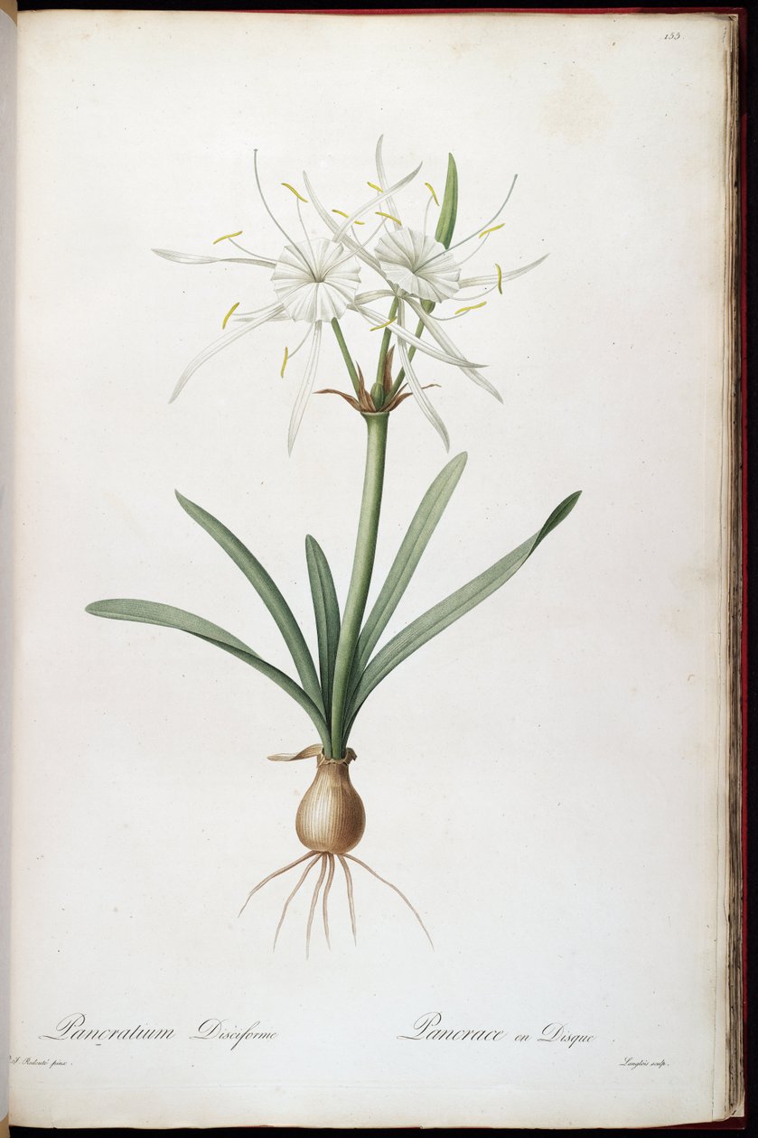 Hymenocallis rotata - Pierre Joseph Redouté