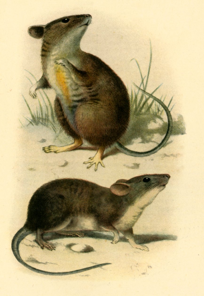 Souris de St. Kilda - P. J. Smit