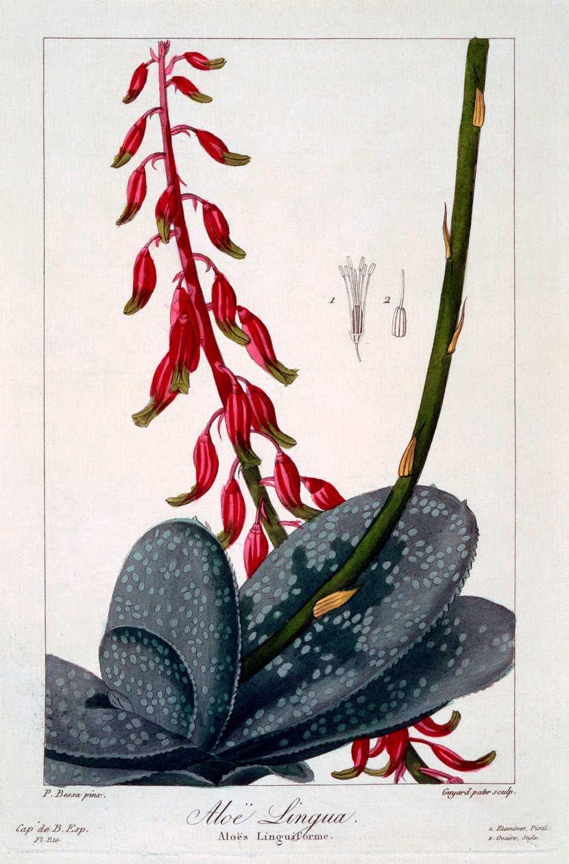 Aloe lingua, pub. 1836 - Panacre Bessa
