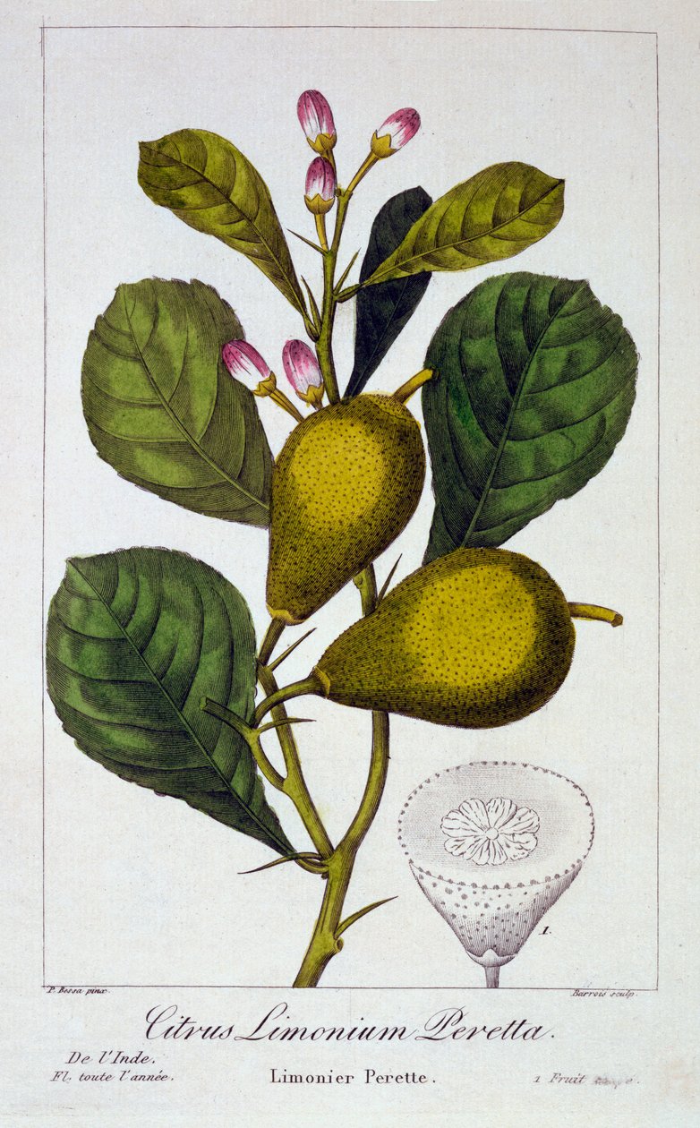 Peretta Lemon, pub. 1836 - Panacre Bessa