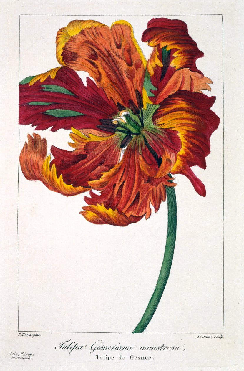 Tulipe 