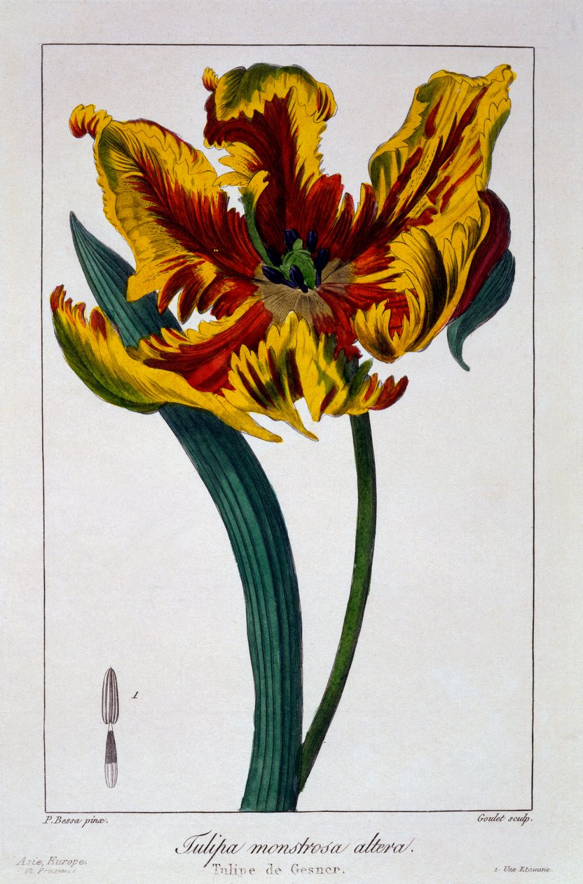 Tulipe 