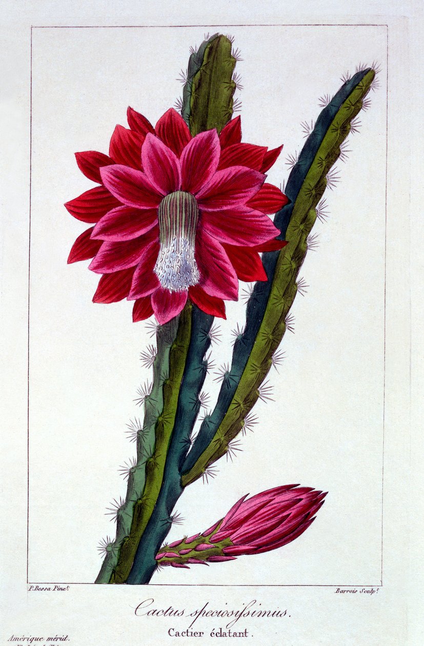 Cactus, 1836 - Pancrace Bessa