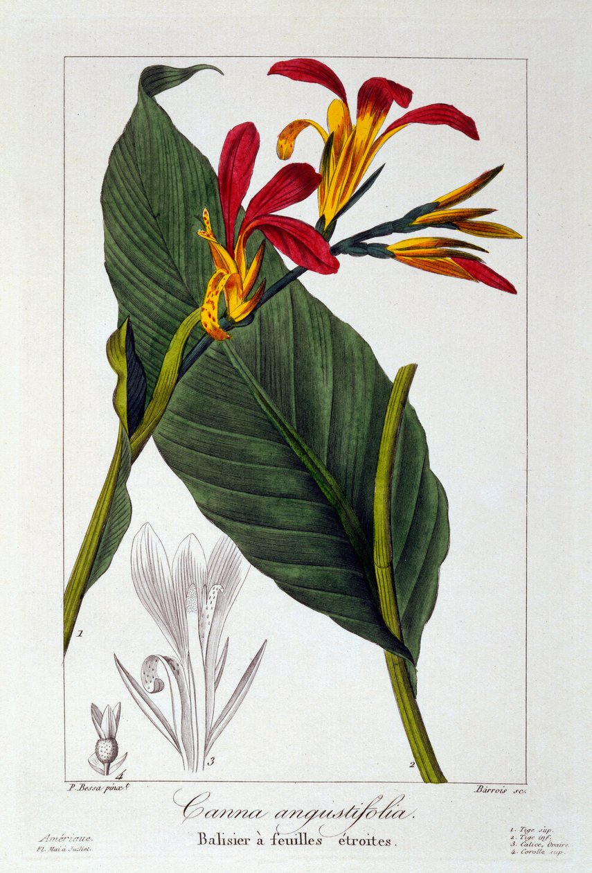 Fleur de Canna ou Balisier, 1836 - Pancrace Bessa