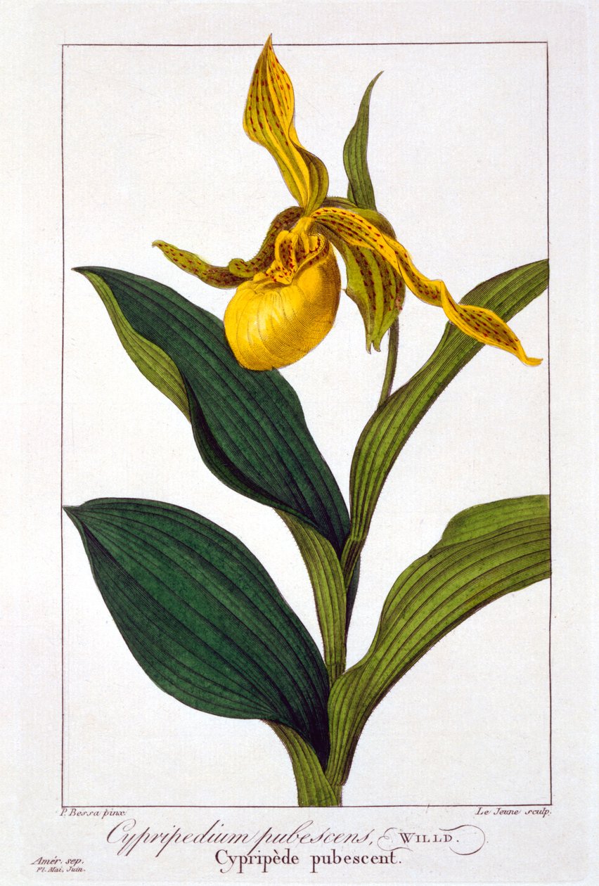 Cypripedium, 1836 - Pancrace Bessa