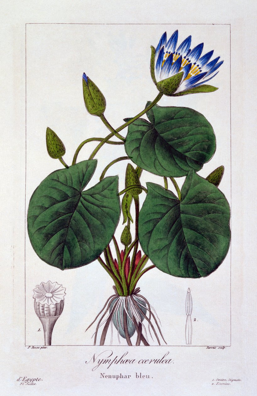 Nymphaea caerulea, 1836 - Pancrace Bessa