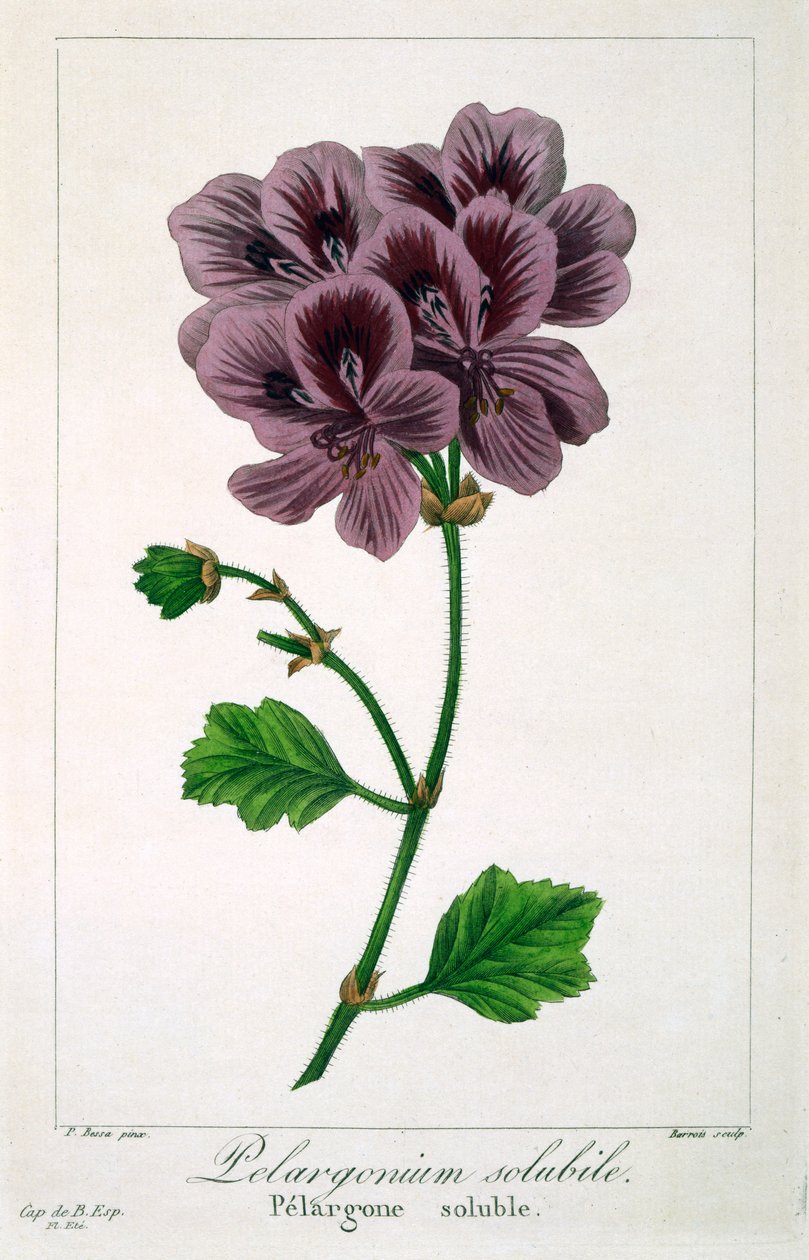 Pélargonium, 1836 - Pancrace Bessa
