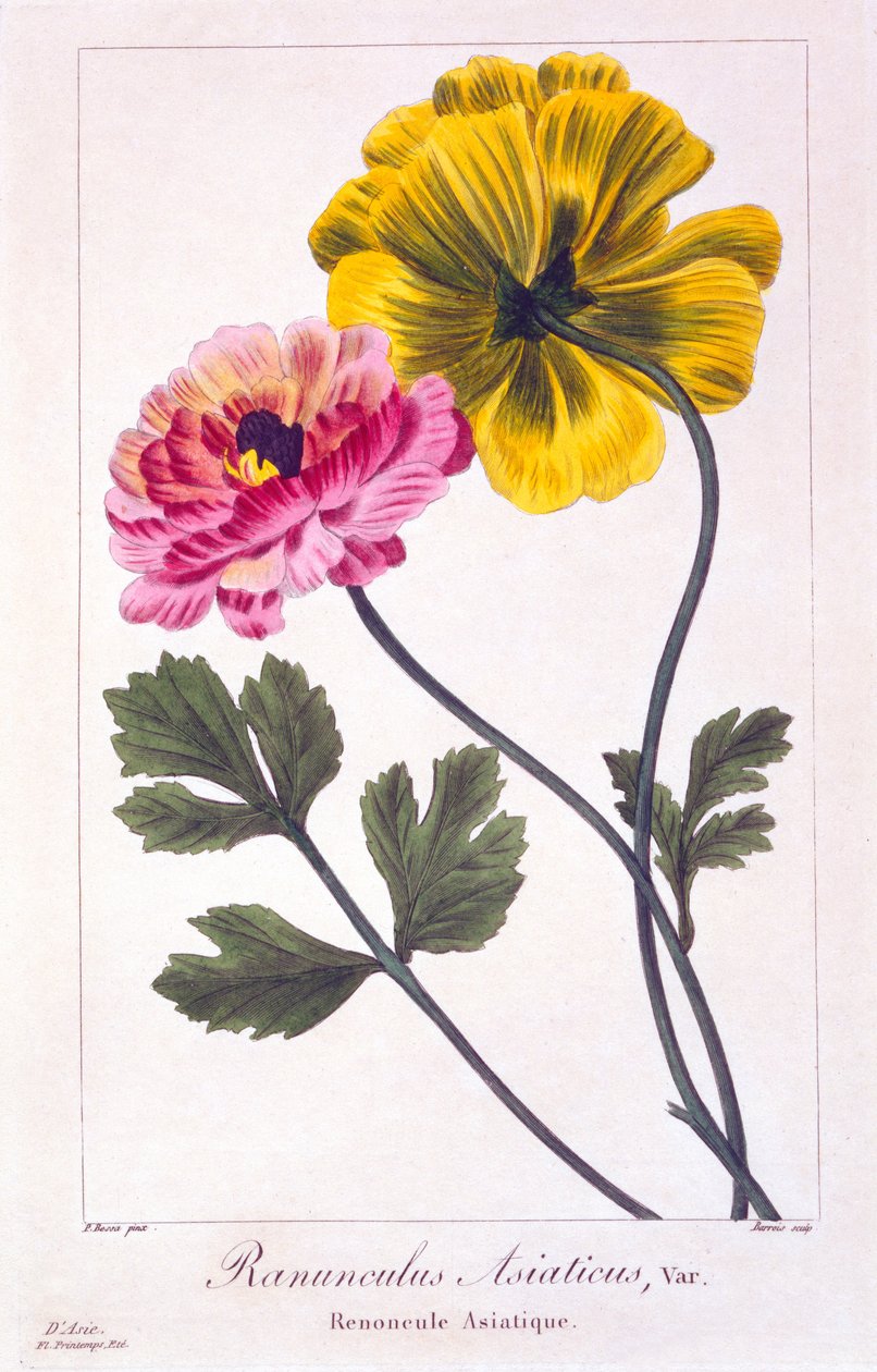 Renoncule persane, 1836 - Pancrace Bessa