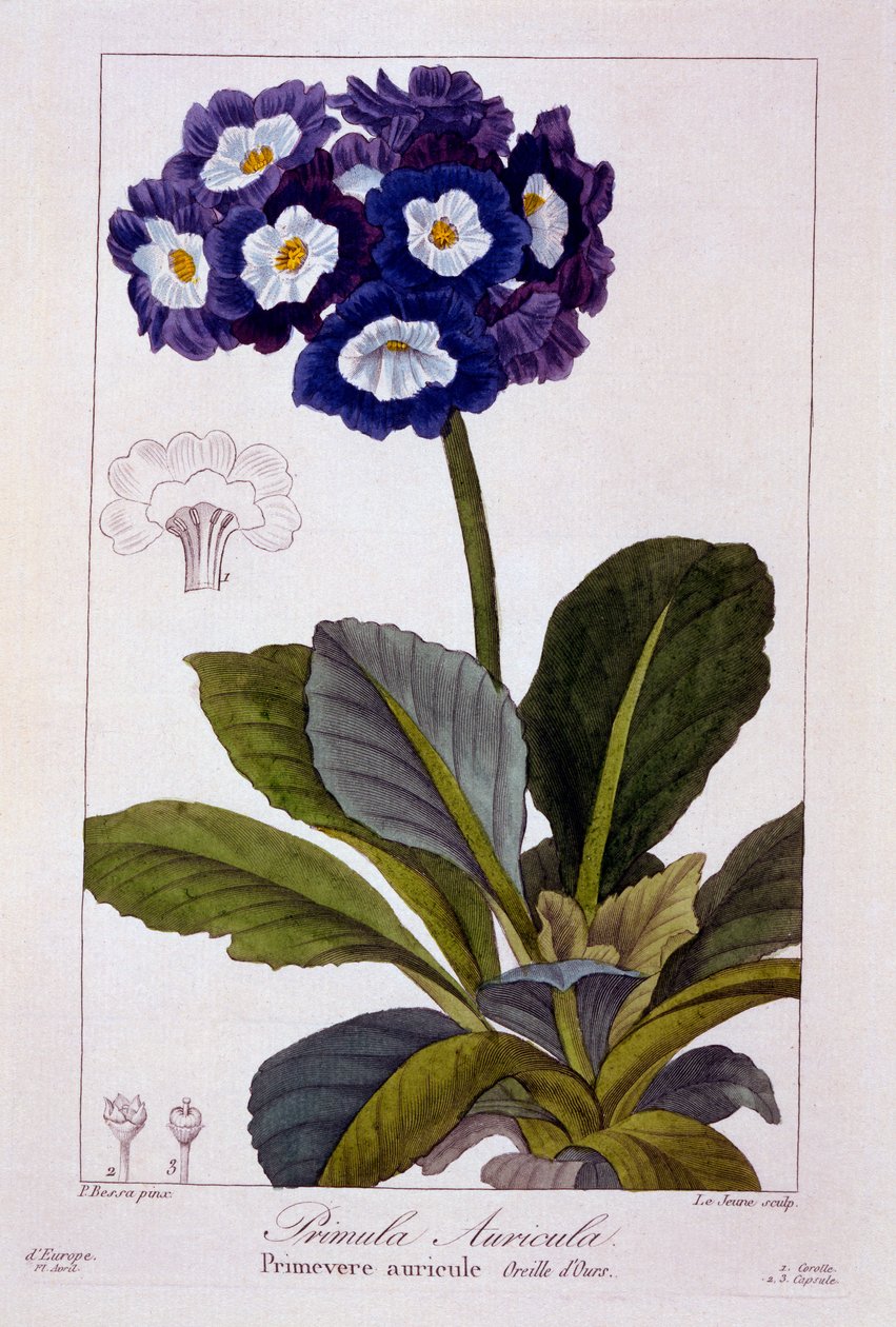Primula auricula, 1836 - Pancrace Bessa