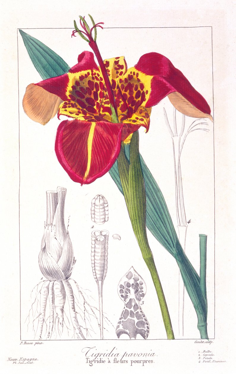 Fleur de tigre ou fleur de paon, 1836 - Pancrace Bessa