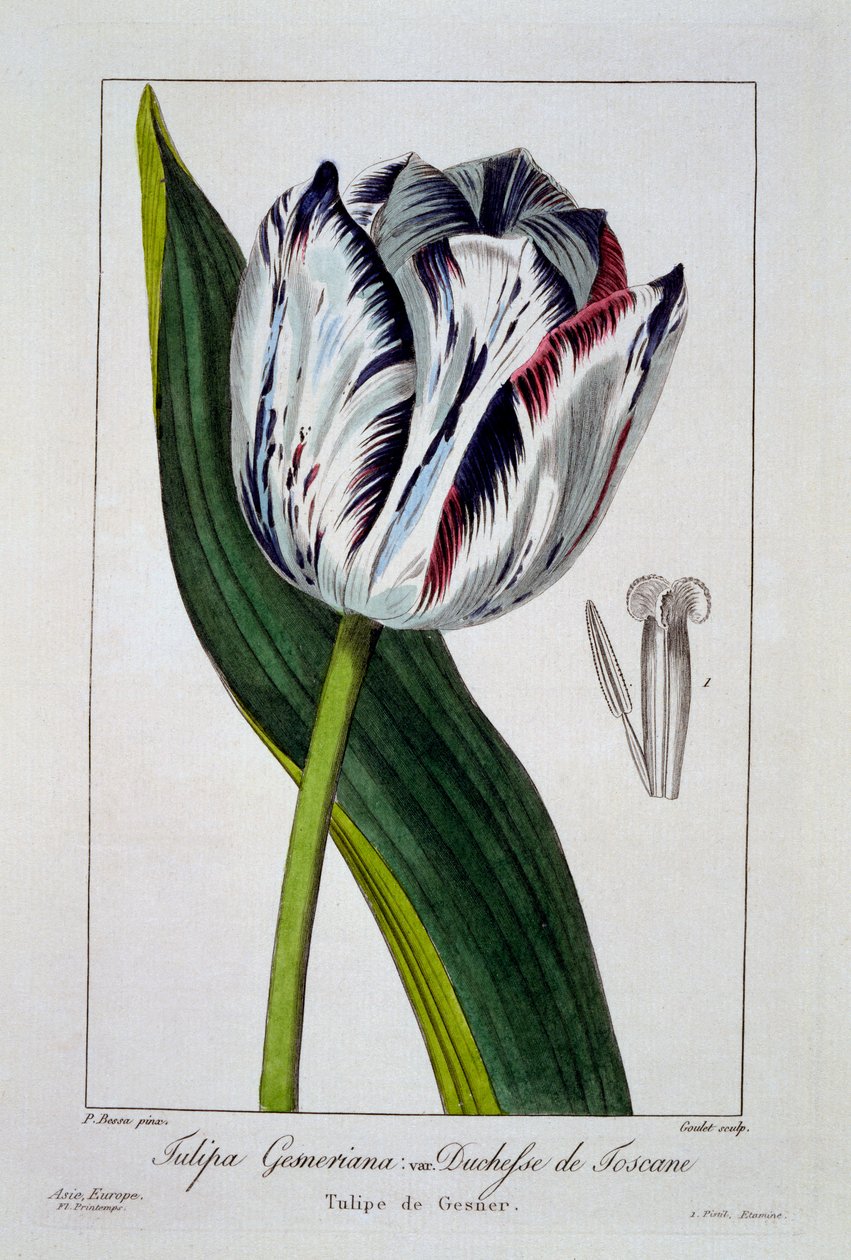 Tulipe de la duchesse de Toscane - Pancrace Bessa