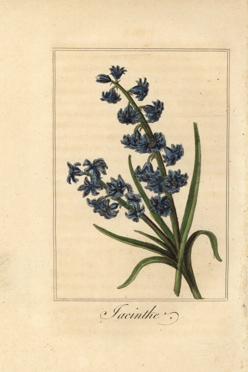 Jacinthe, Hyacinthus orientalis - Pancrace (after) Bessa