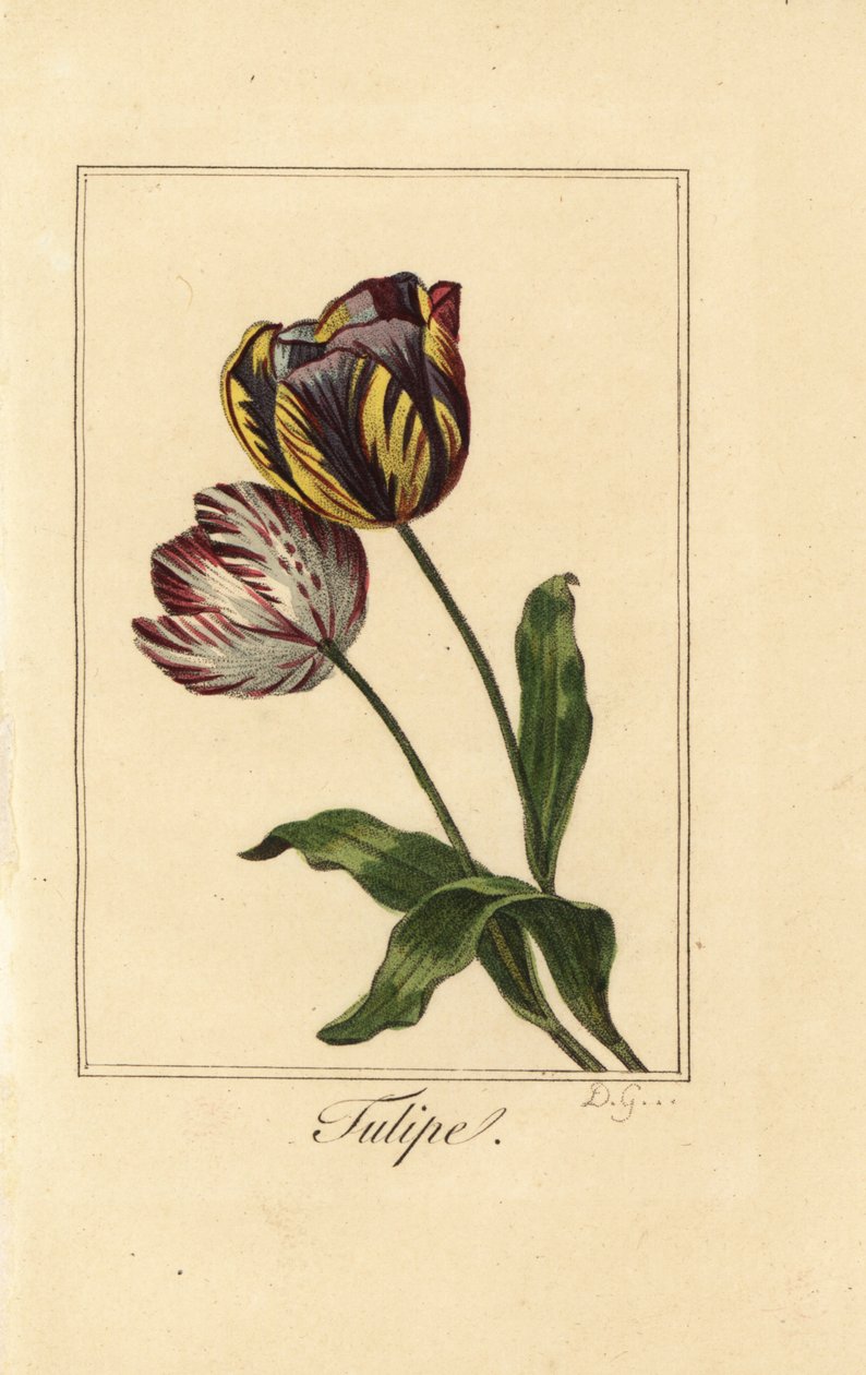 Variétés de tulipe, Tulipa gesneriana - Pancrace (after) Bessa