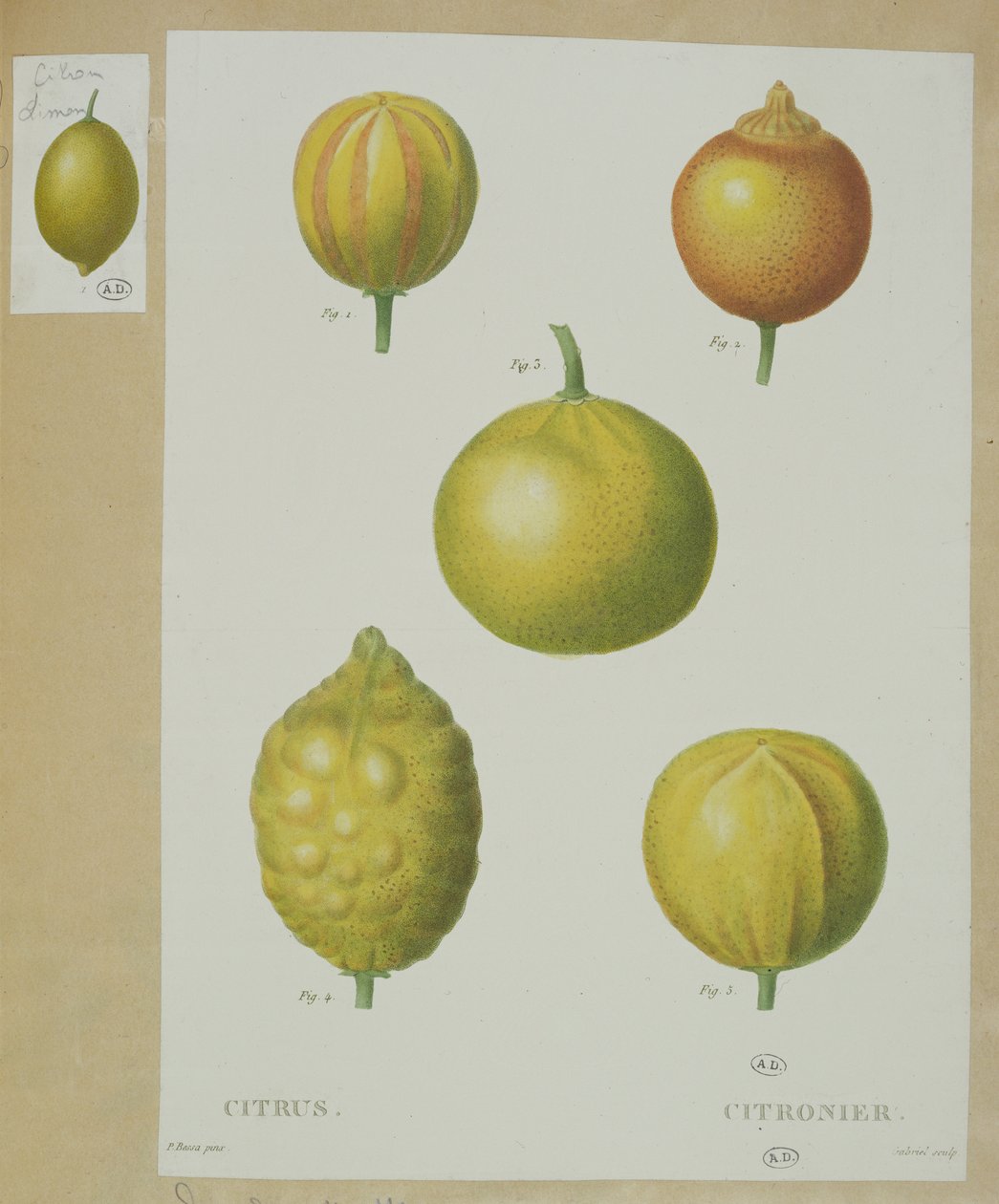 Citrons, gravé par Gabriel - Pancrace Bessa