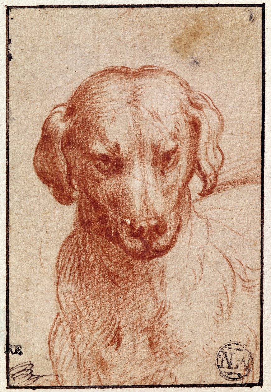 Tête de chien - Parmigianino