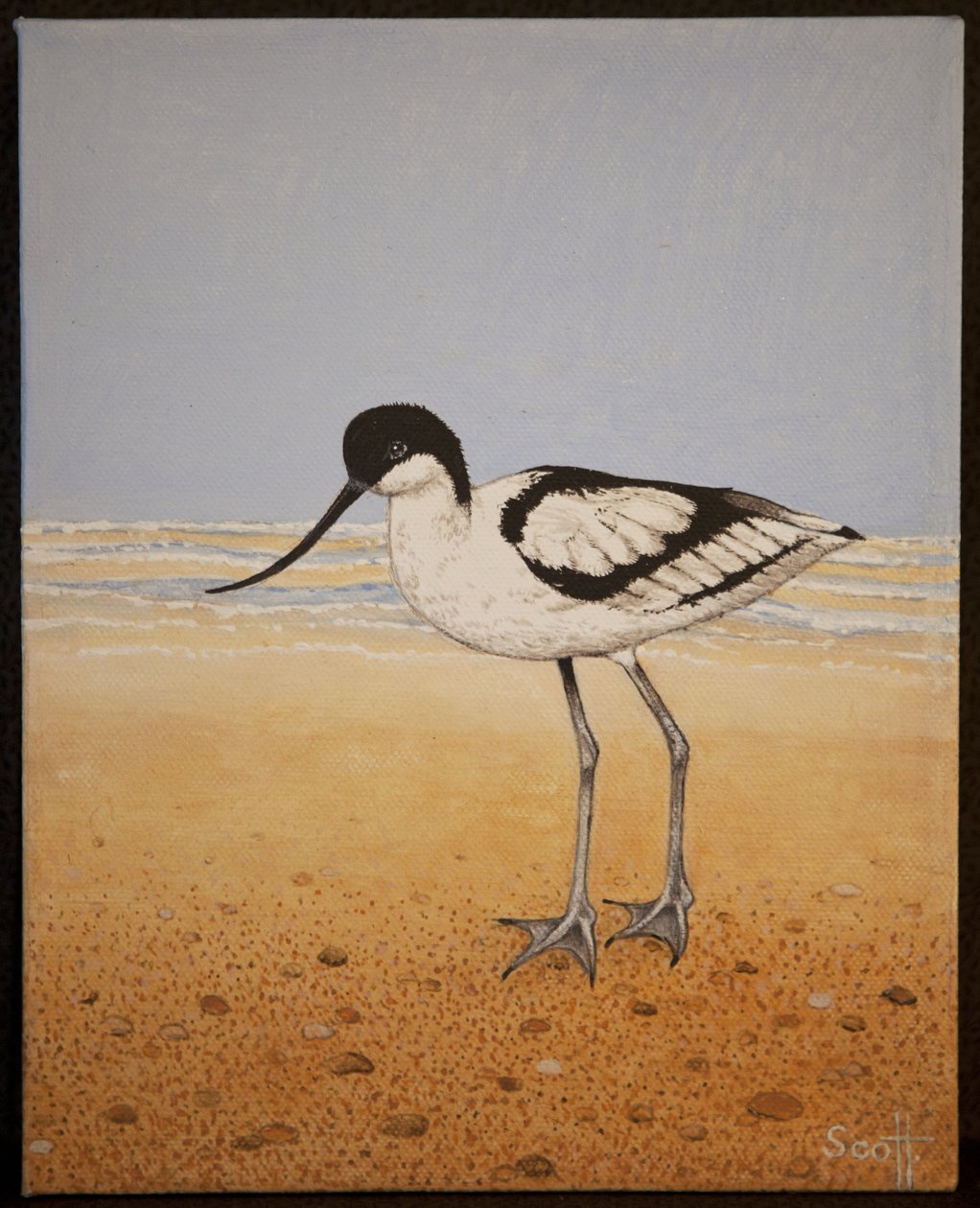 Avocet, 2016 - Pat Scott