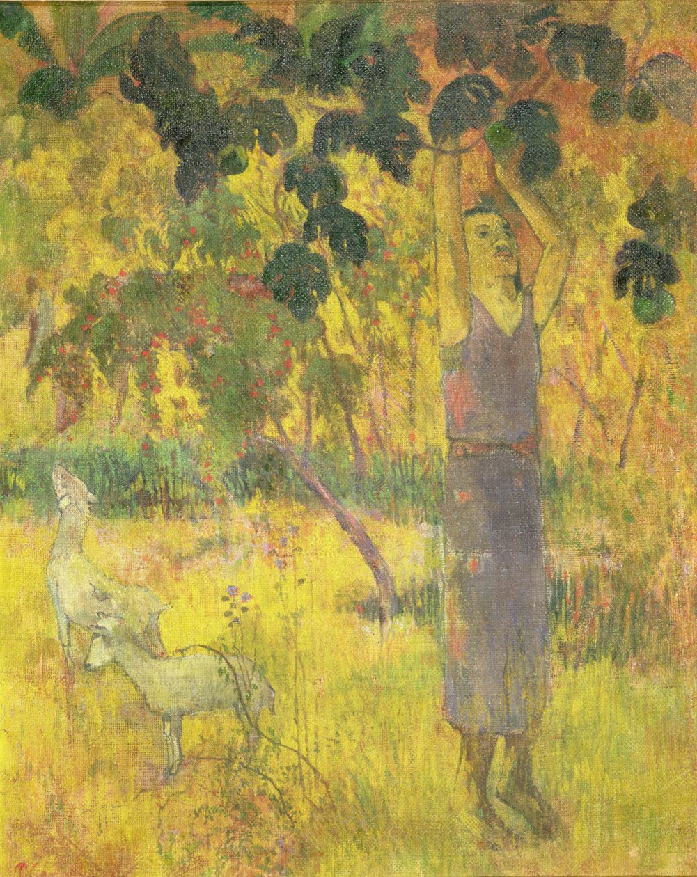 Homme cueillant des fruits d