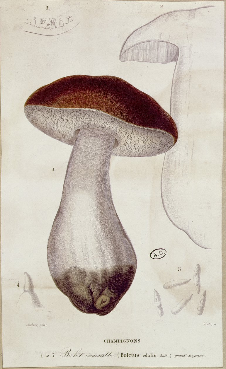 Boletus edulis, illustration pour une édition de 