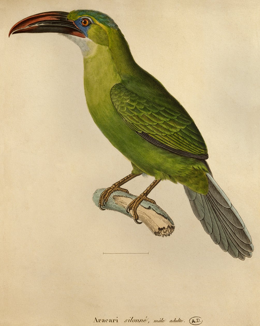 Toucan - Paul Louis Oudart