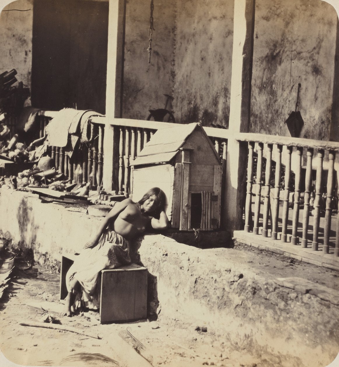 Chien de Garvel (Martinique),1870s (photo) - Paul Emile Miot