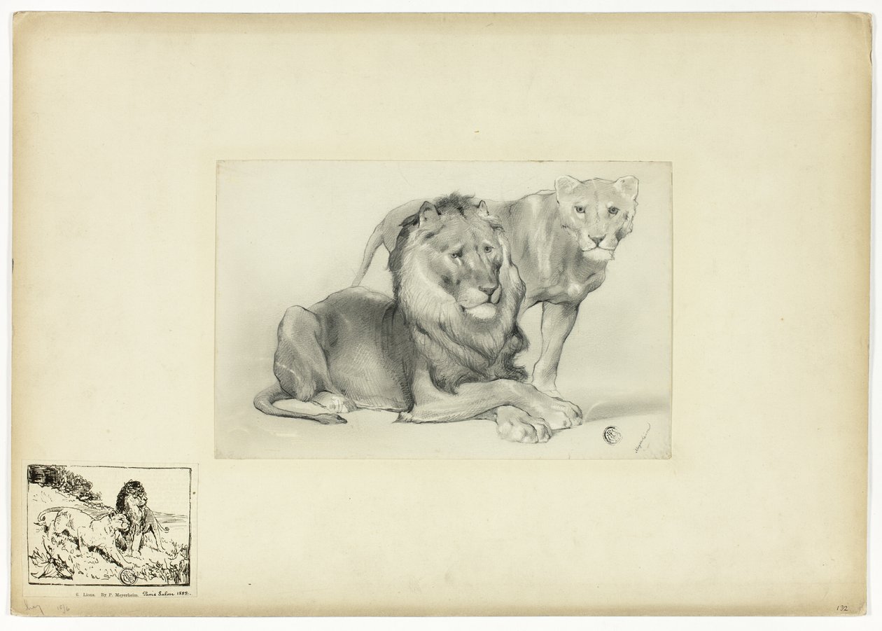 Lion et Lionne - Paul Friedrich Meyerheim