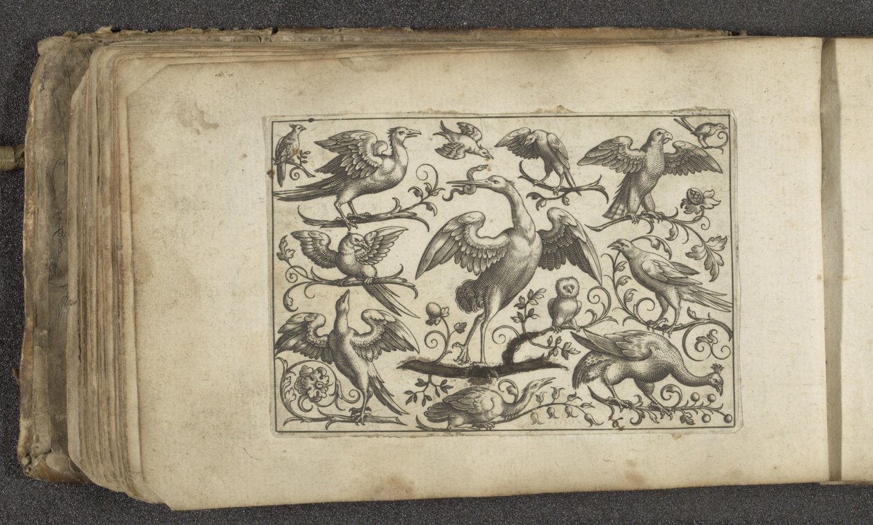 Grue et douze autres oiseaux - Paul Göttich