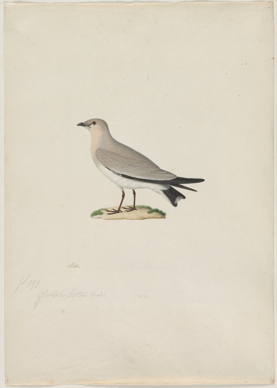 Petite pratincole Glareola lactea, années 1800 - Paul Huet