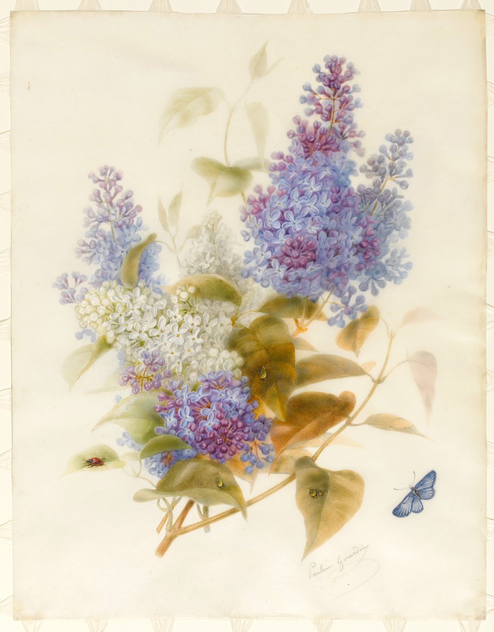 Branche de Lilas - Pauline Gerardin