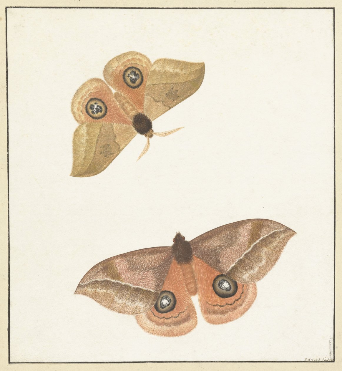 Deux papillons - Paulus Knogh