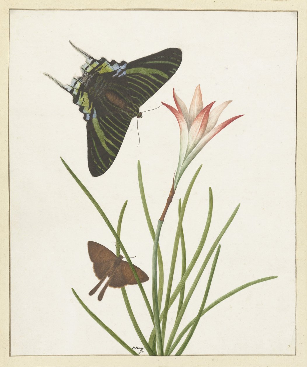 Deux papillons près d