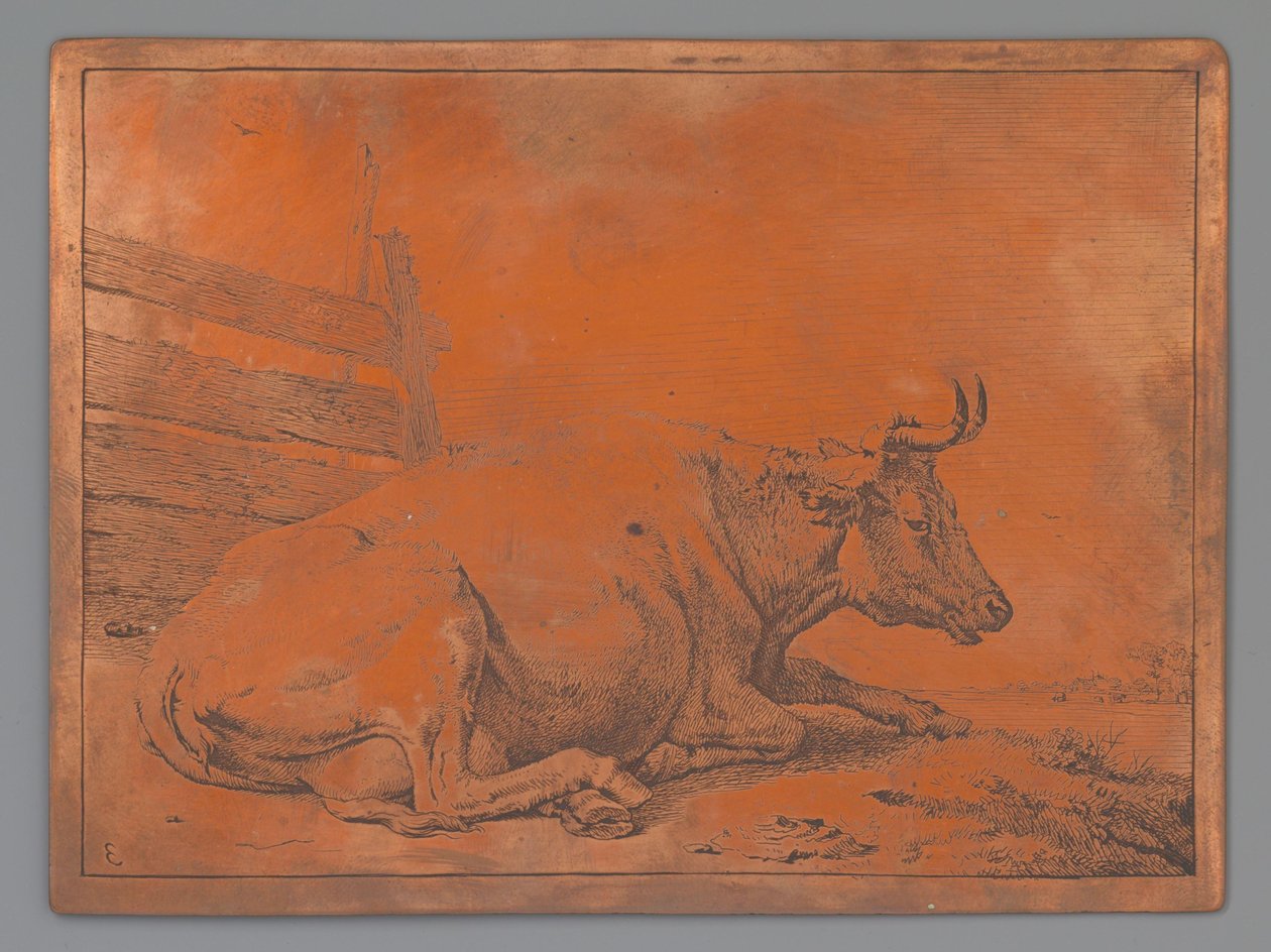 Vache couchée près d