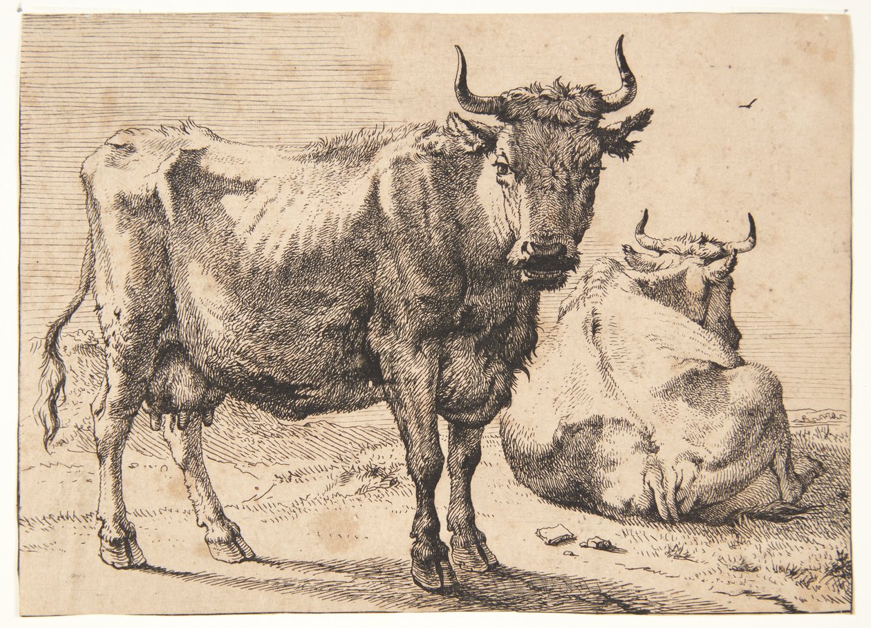 Vache debout et couchée - Paulus Potter
