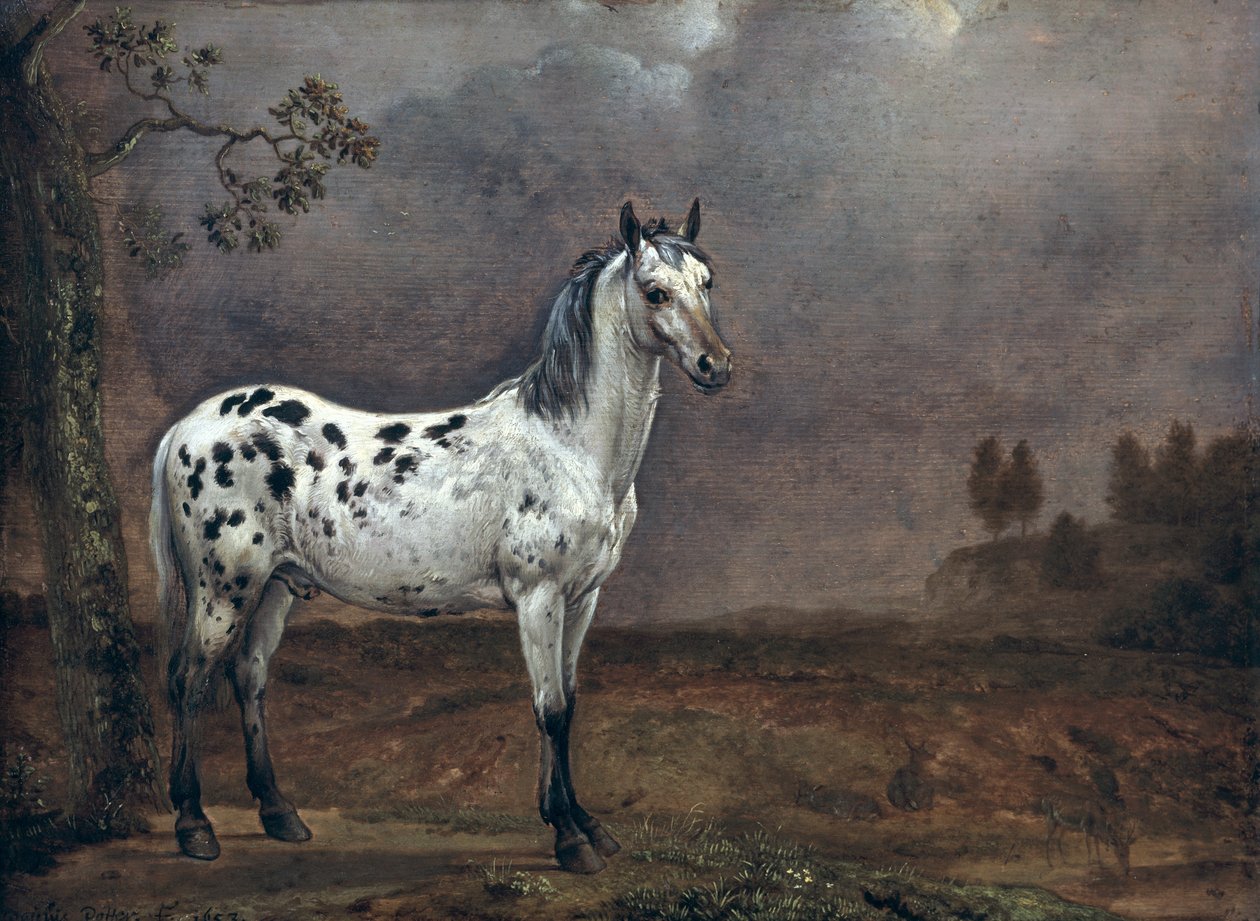 Le Cheval pie - Paulus Potter