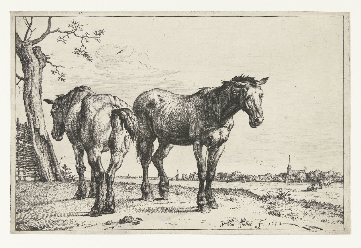 Deux chevaux de labour (Chevaux) - Paulus Potter