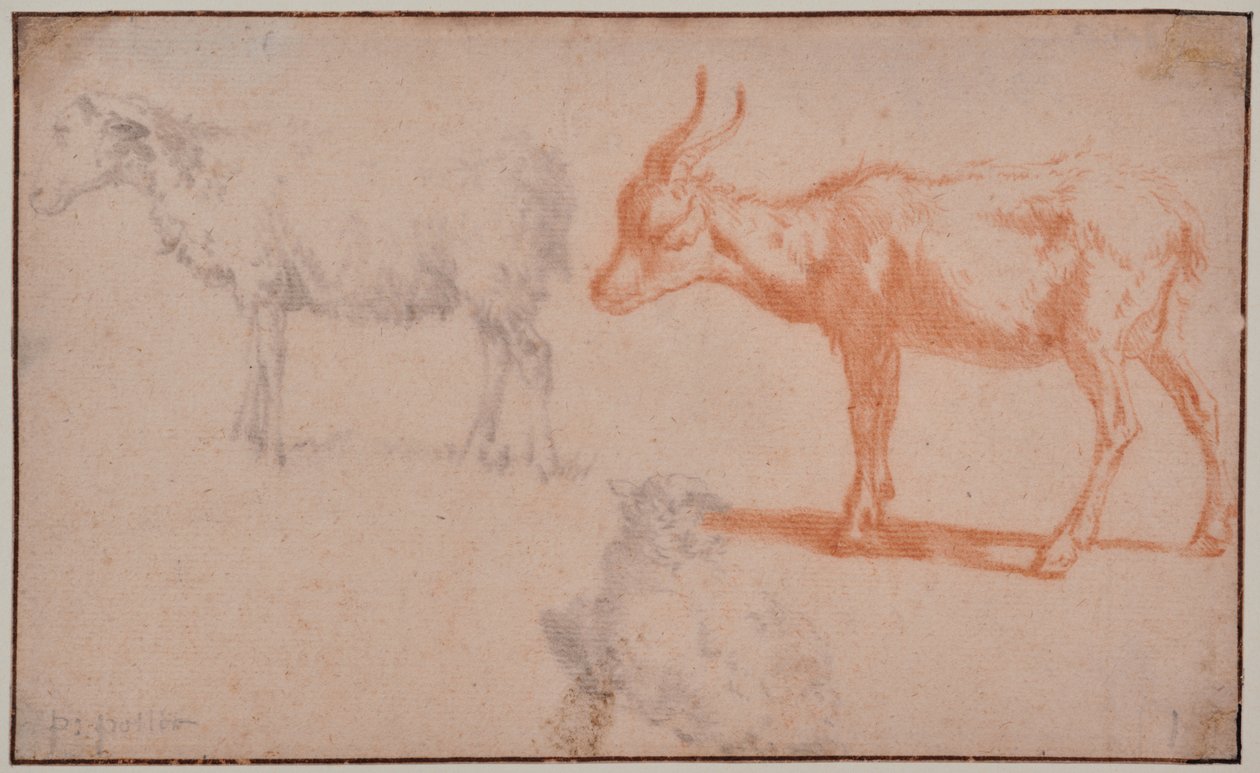 Deux moutons et une chèvre (études d