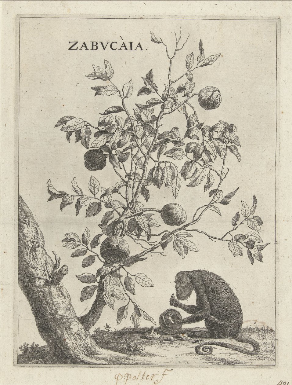 Zabucaiaboom et un singe - Paulus Potter