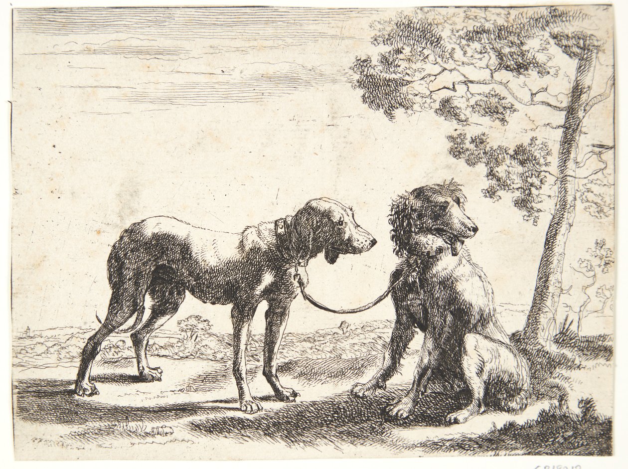 Deux chiens attachés ensemble - Paulus van Hillegaert (II)
