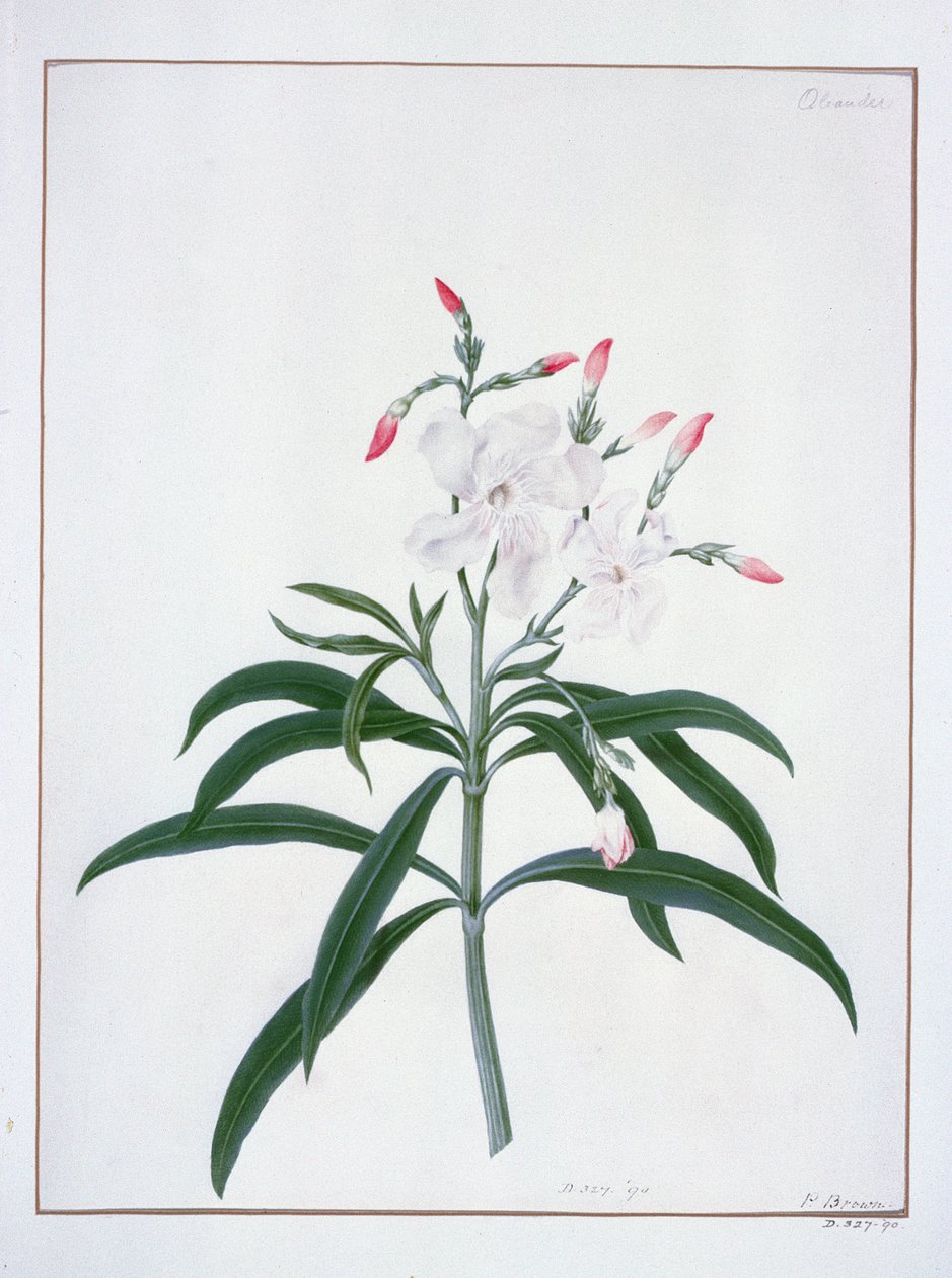 Études de fleurs, 18ème siècle - Peter Brown