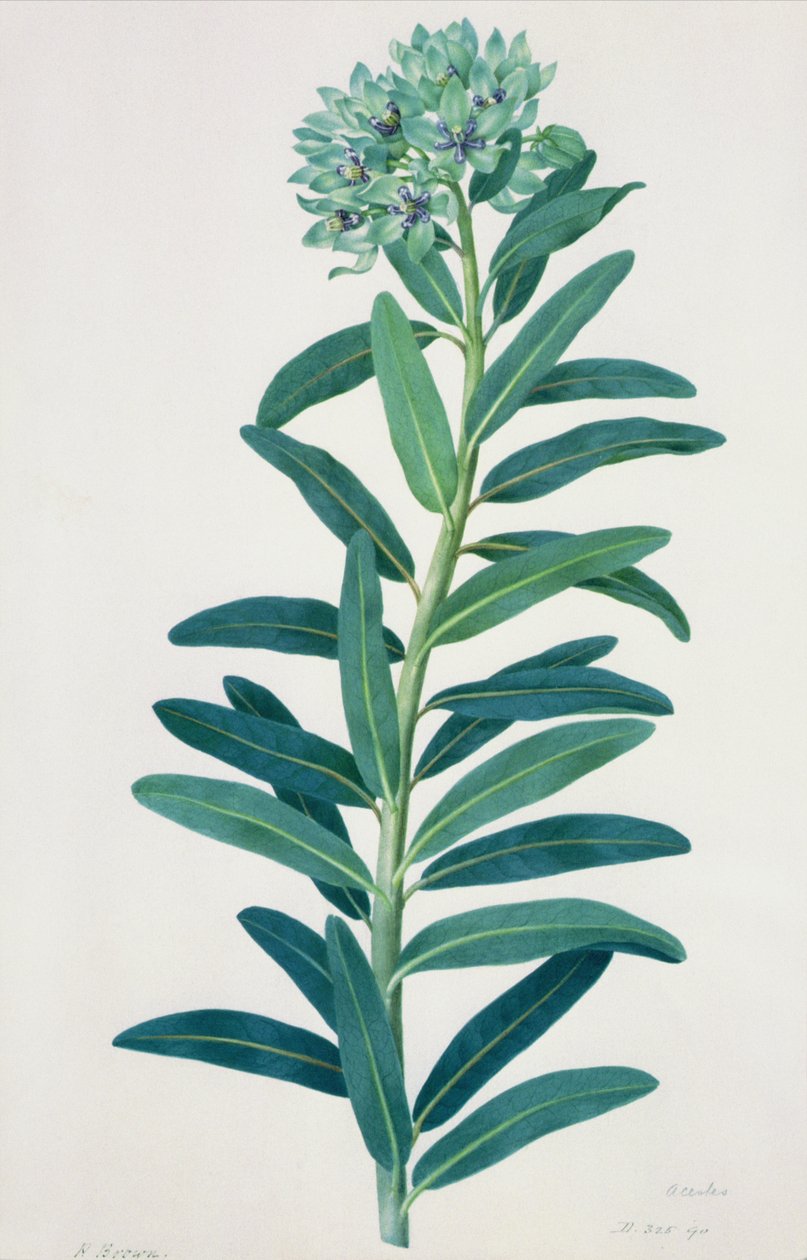 Glaïeuls - Peter Brown