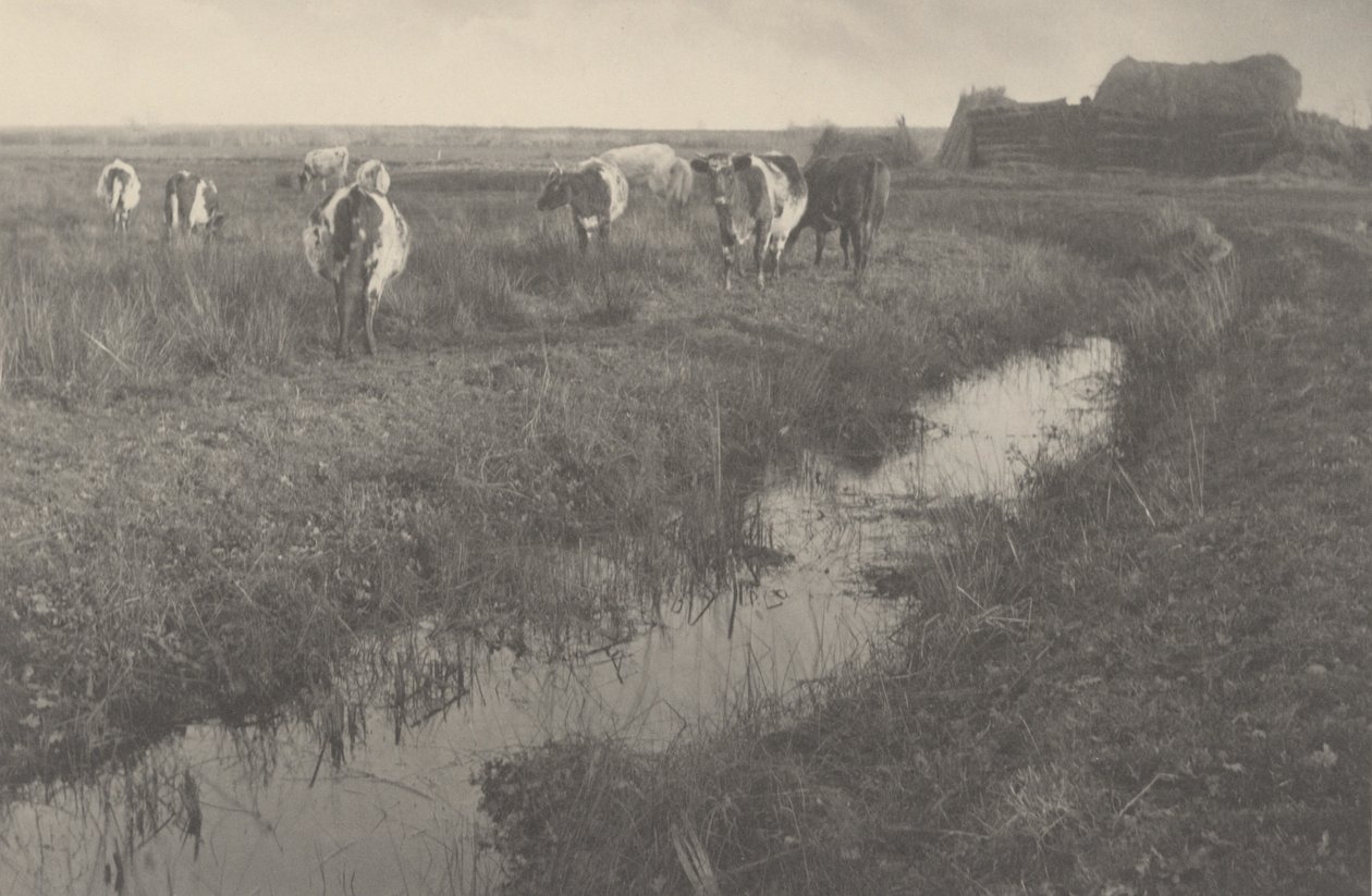 Bétail dans les marais, 1886 (photo) - Peter Henry Emerson